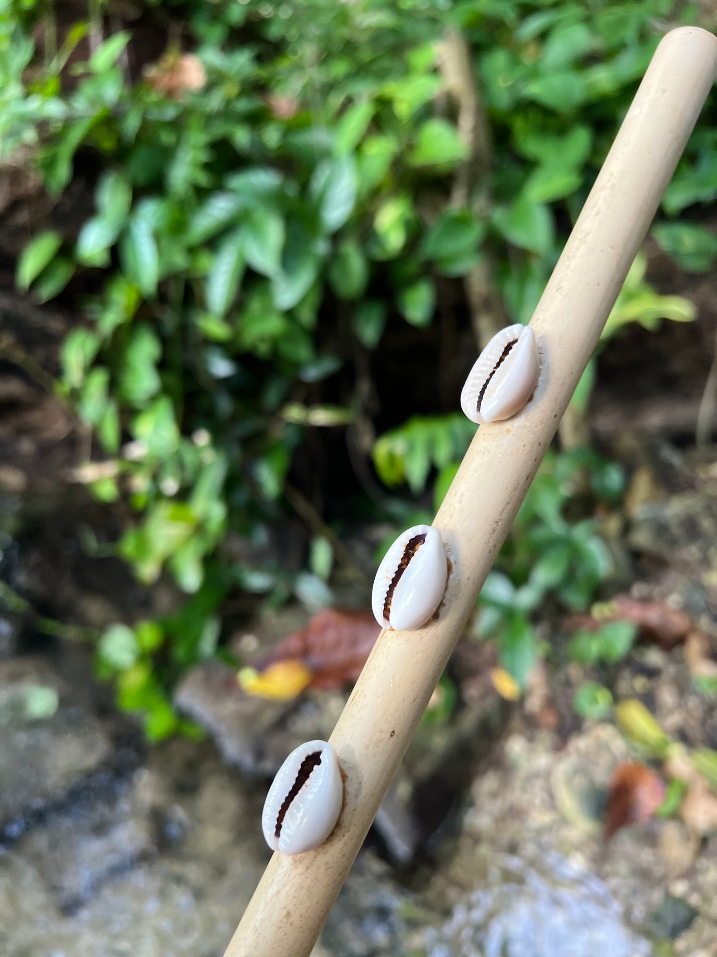 Coral Blessings Steamaz